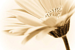 Obraz na stenu ZS - bez pomeru strán